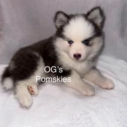 River - Blue female Pomsky puppy in Green Bay, Wisconsin from OG's Pomskies