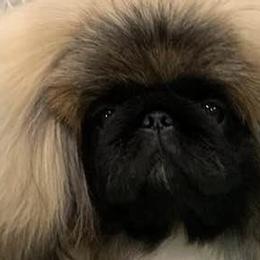 Penny - Pekingese