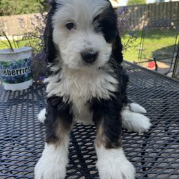 Bernedoodle Puppies from Busacker Babies