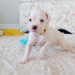 Girl 1 - White female Boxer puppy in Howey In The Hills, Florida from Bayla Belle & Blossom's Boxers