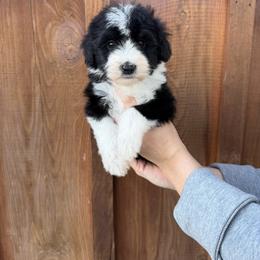 Karen - Black and white female Bernedoodle puppy in Yuba City, California from Ranch House Doodles