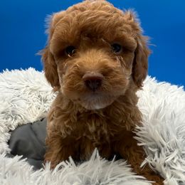 Solo - Red male Cavapoo puppy in Hayden, Alabama from Agape Southern Farms