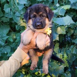Yellow collar - Black and red female German Shepherd puppy in Stockton, California from Zaragoza German Shepherds