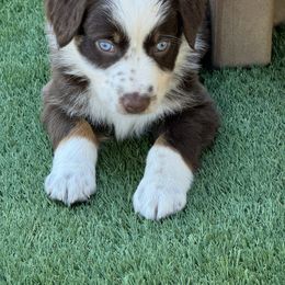Oakley - Red tri-color female Australian Shepherd puppy in Ramona, California from Blue Moon Aussies
