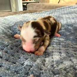 Cami - Red merle female Miniature American Shepherd puppy in Milton Freewater, Oregon from Sparkling Cross Toy & Mini Aussies