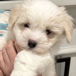 Boy 3 - White male Coton de Tulear puppy in Pflugerville, Texas from Beethoven’s Cotons