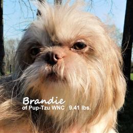 Brandie - Shih Tzu
