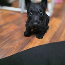 Flounder - Black male Scottish Terrier puppy in Seymour, Missouri from Fairview's Precious Pups