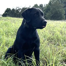 Clover - Labrador Retriever
