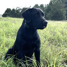 Clover - Labrador Retriever