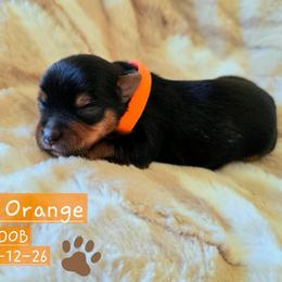 Rudolph - Black and tan male Yorkshire Terrier puppy in Nitro, West Virginia from Kathryn's Yorkies