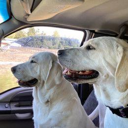 Labrador Retrievers from South Sound Labradors