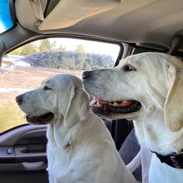 Labrador Retrievers from South Sound Labradors