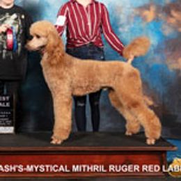 Ruger - Poodle
