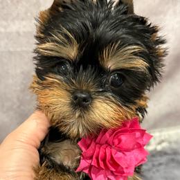 Leon - Black and tan male Yorkshire Terrier puppy in San Diego, Temecula, Ontario, California from Yorkie & Maltese Royalty