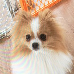 Buttercup - Pomeranian