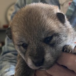 Boy 1 - Red male Shiba Inu puppy in Nampa, Idaho from Hillsdale Shiba Inu