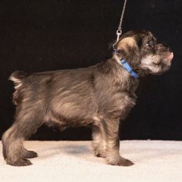 Blue - Pepper and salt male Standard Schnauzer puppy in Pismo Beach, California from Amandus Standard Schnauzers