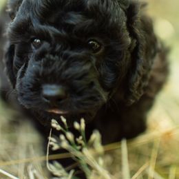Poodle Puppies from Northwest pets Poodles