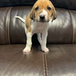 Girl 5 - White and cream American Foxhound puppy in Waxhaw, North Carolina from Setting Sun Kennel