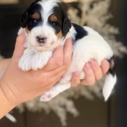 Toucan - Tri-color male Bernedoodle puppy in Salt Lake County, Utah from Coco Avenue Pups
