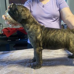 Orchid - Bullmastiff puppy in Everett, Washington from Bulwark Bullmastiffs
