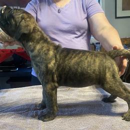 Orchid - Bullmastiff puppy in Everett, Washington from Bulwark Bullmastiffs