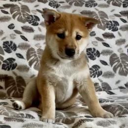 Girl 2 - Red female Shiba Inu puppy in Rohnert Park, California from Shiba Inn