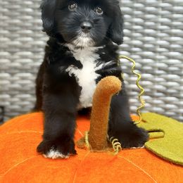 Smoky - Black and chalk female Australian Labradoodle puppy in Matthews, North Carolina from Weddington Labradoodles