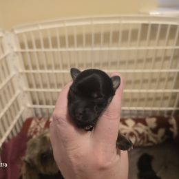 Toby - Black and tan male Havanese puppy in Melba, Idaho from Lawson Havanese
