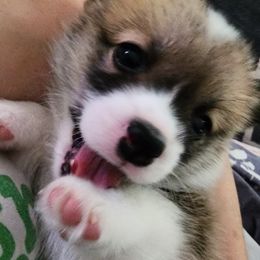 Pembroke Welsh Corgi Puppies from Corgis of Avalon