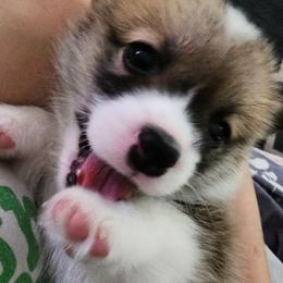 Pembroke Welsh Corgi Puppies from Corgis of Avalon