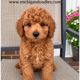 Lenny - Apricot male Goldendoodle puppy in Swartz Creek, Michigan from Michigan Doodles