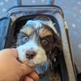 Cavapoo Puppies from WW Cavapoos