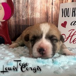 Australian Shepherd and Pembroke Welsh Corgi Puppies from Lewis Aussie’s & Corgi’s
