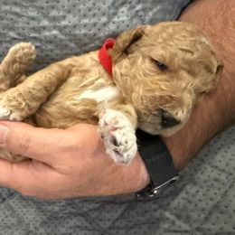 Male Red Collar(Blaze) - Red  male Goldendoodle puppy in Cape Coral, Florida from GoldenDoodles Cape Coral
