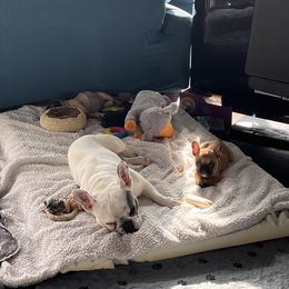 French Bulldog Puppies from Rockstar Kennel