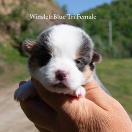 Winslet - Blue female Pembroke Welsh Corgi puppy in Manchester, Kentucky from Riverside Corgis