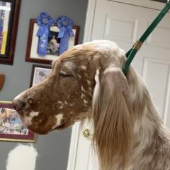 Tess - English Setter