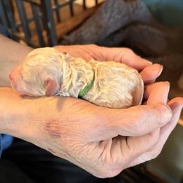 Mr green jeans - Cream male Assorted Doodle Crosses puppy in Mt Pleasant, Texas from Hippdoodranch