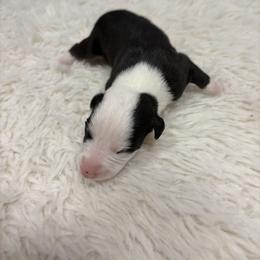 Turkey - White and black male Whippet puppy in Fort Myers, Florida from Rainbow Whippets