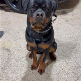 Rottweiler All Grown Up from Truhero Dog Kennel