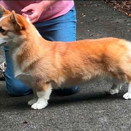 Maryn - Pembroke Welsh Corgi