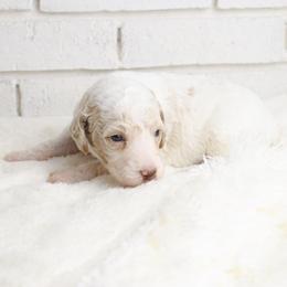 Buzz - Chalk male Labradoodle puppy in Bryantown, Maryland from Doodles on Duty