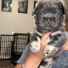 Twilight - Liver male French Bulldog puppy in Columbus, Ohio from Kallie’s Kennel