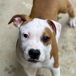 Patch - Red male American Staffordshire Terrier puppy in Monroe, Georgia from Irresistibull Staffords