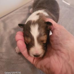 Sparkle - Sable merle and white female Shetland Sheepdog puppy in Waynesville, Georgia from Hawks Acres Shelties