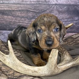 Boy 1 - Dapple Dachshund puppy in New Caney, Texas from Liberty Dachs