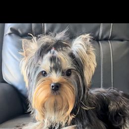 Yorkshire Terrier All Grown Up from Kings Yorkshire Terriers