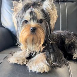 Yorkshire Terrier All Grown Up from Kings Yorkshire Terriers